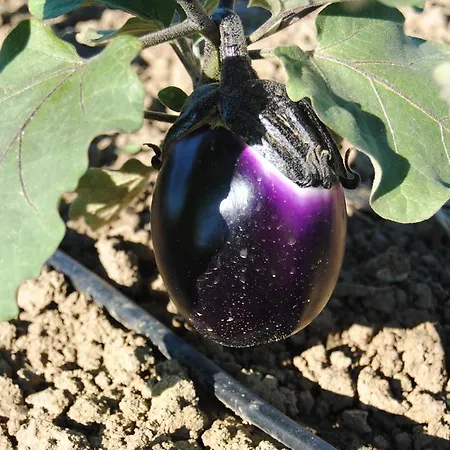 Cascina Bosco Gerolo Rivergaro