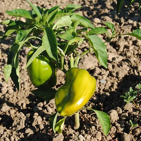 Κατάλυμα σε φάρμα Cascina Bosco Gerolo *