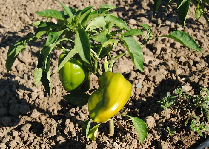 Séjour à la ferme Cascina Bosco Gerolo *