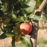 Cascina Bosco Gerolo Rivergaro