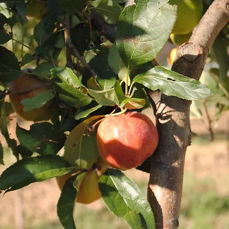 Cascina Bosco Gerolo Rivergaro