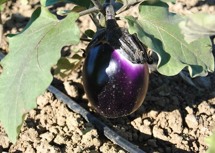 Cascina Bosco Gerolo 리버가로