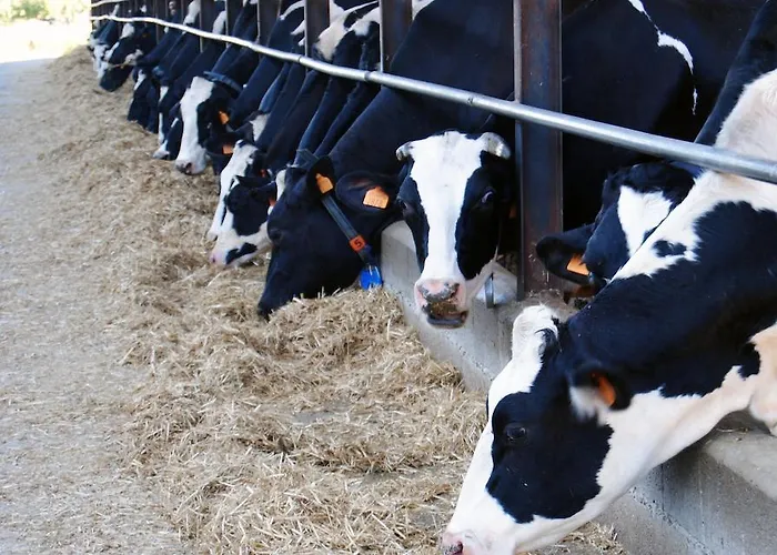 Cascina Bosco Gerolo